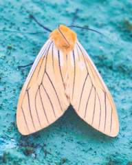 Pseudischnocampa striata