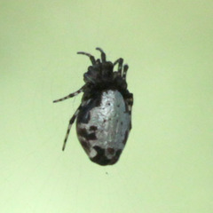 Cyclosa argenteoalba