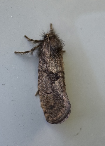 Dark Acrolophus photo 3