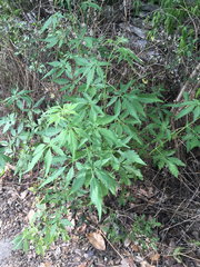 Vitex negundo cannabifolia