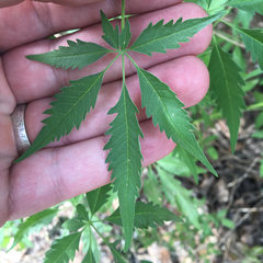 Vitex negundo cannabifolia