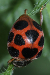 Diekeana admirabilis