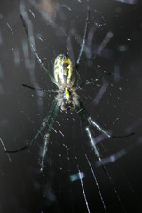 Trichonephila clavata