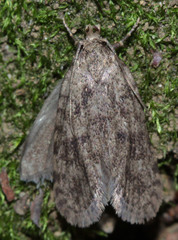Lepidoptera