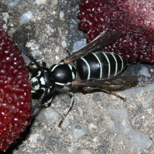 Common Asian Yellowjacket photo 2