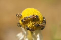 Metopoplax ditomoides