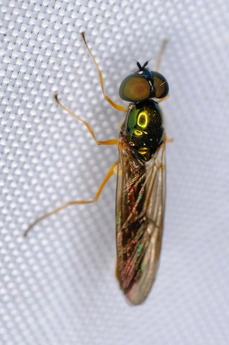 Twin-Spot Centurion Fly, photo 3 of 10