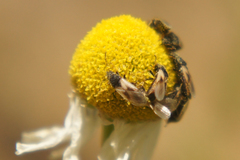 Metopoplax ditomoides