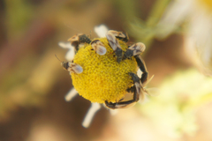 Metopoplax ditomoides