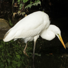 Ardea alba