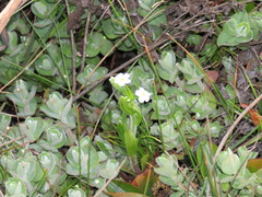 Myosotis secunda
