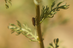 Metopoplax ditomoides
