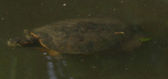 Trachemys scripta elegans