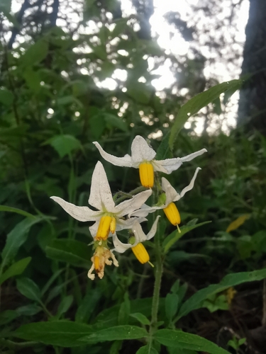 Solanum trifidum