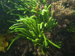 Caulerpa brownii