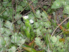 Myosotis secunda