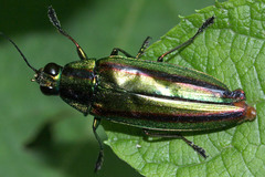 Chrysochroa fulgidissima