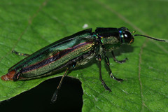 Chrysochroa fulgidissima