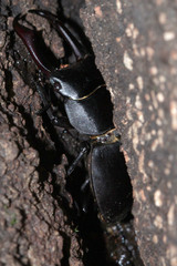 Dorcus rectus rectus