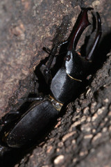 Dorcus rectus rectus