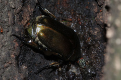 Pseudotorynorrhina japonica