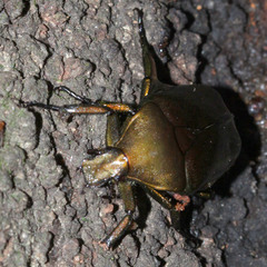 Pseudotorynorrhina japonica