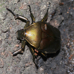 Pseudotorynorrhina japonica