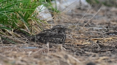 Caprimulgus affinis stictomus