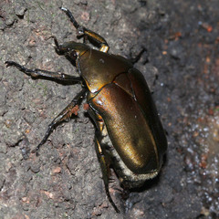 Pseudotorynorrhina japonica