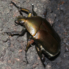 Pseudotorynorrhina japonica