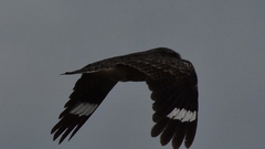 Caprimulgus affinis stictomus