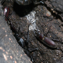 Dorcus rectus rectus