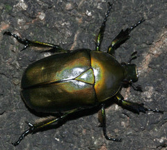 Pseudotorynorrhina japonica