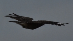 Caprimulgus affinis stictomus