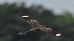 Caprimulgus affinis stictomus