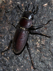 Dorcus rectus rectus