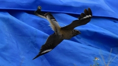 Caprimulgus affinis stictomus