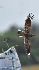 Caprimulgus affinis stictomus