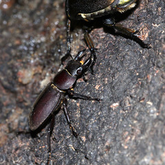 Dorcus rectus rectus