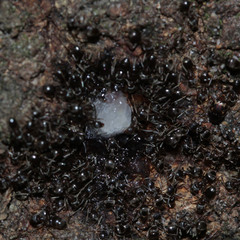 Formicidae