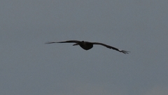 Caprimulgus affinis stictomus