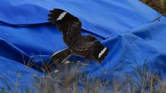 Caprimulgus affinis stictomus