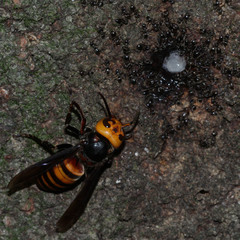 Vespa mandarinia japonica
