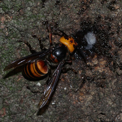 Vespa mandarinia japonica
