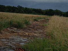 Caprimulgus affinis stictomus