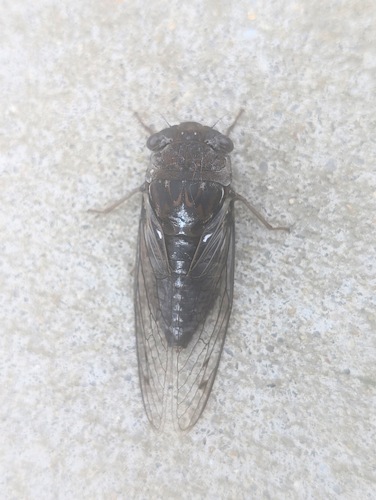 Fall Southeastern Dusk-singing Cicada photo 5