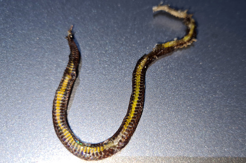 Macrocalamus emas