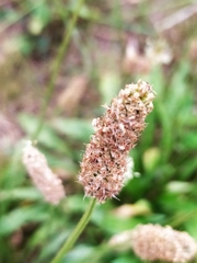 Plantago lanceolata
