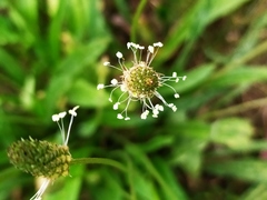 Plantago lanceolata