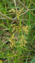 Scirpus pendulus